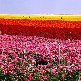 科乐美新足球游戏通过评级 或为《实况足球2022》