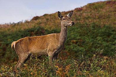 迷宫探索游戏《废墟上绽放的土豆花》2022年冬季发售